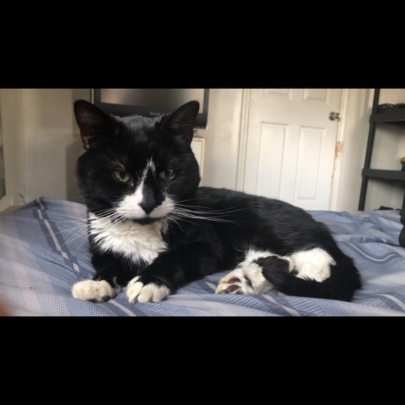 Meet your Posher, Billy - Picture 1 of 1